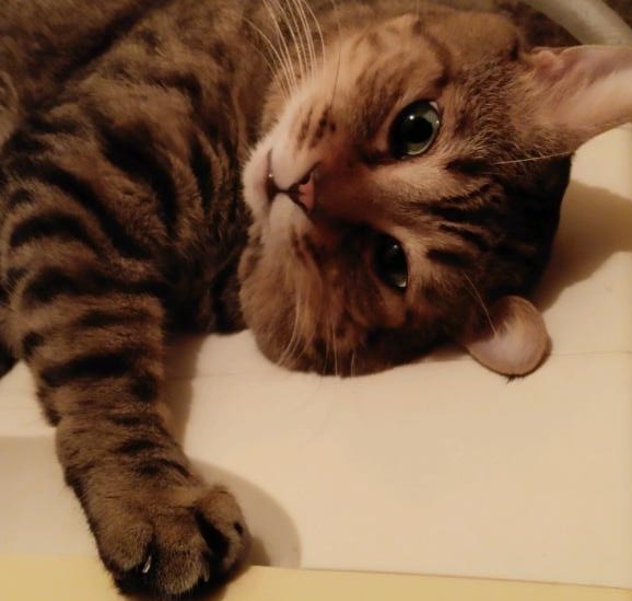 がるちゃん猫カフェ125号店開店しました♪(初めての方も大歓迎♪)