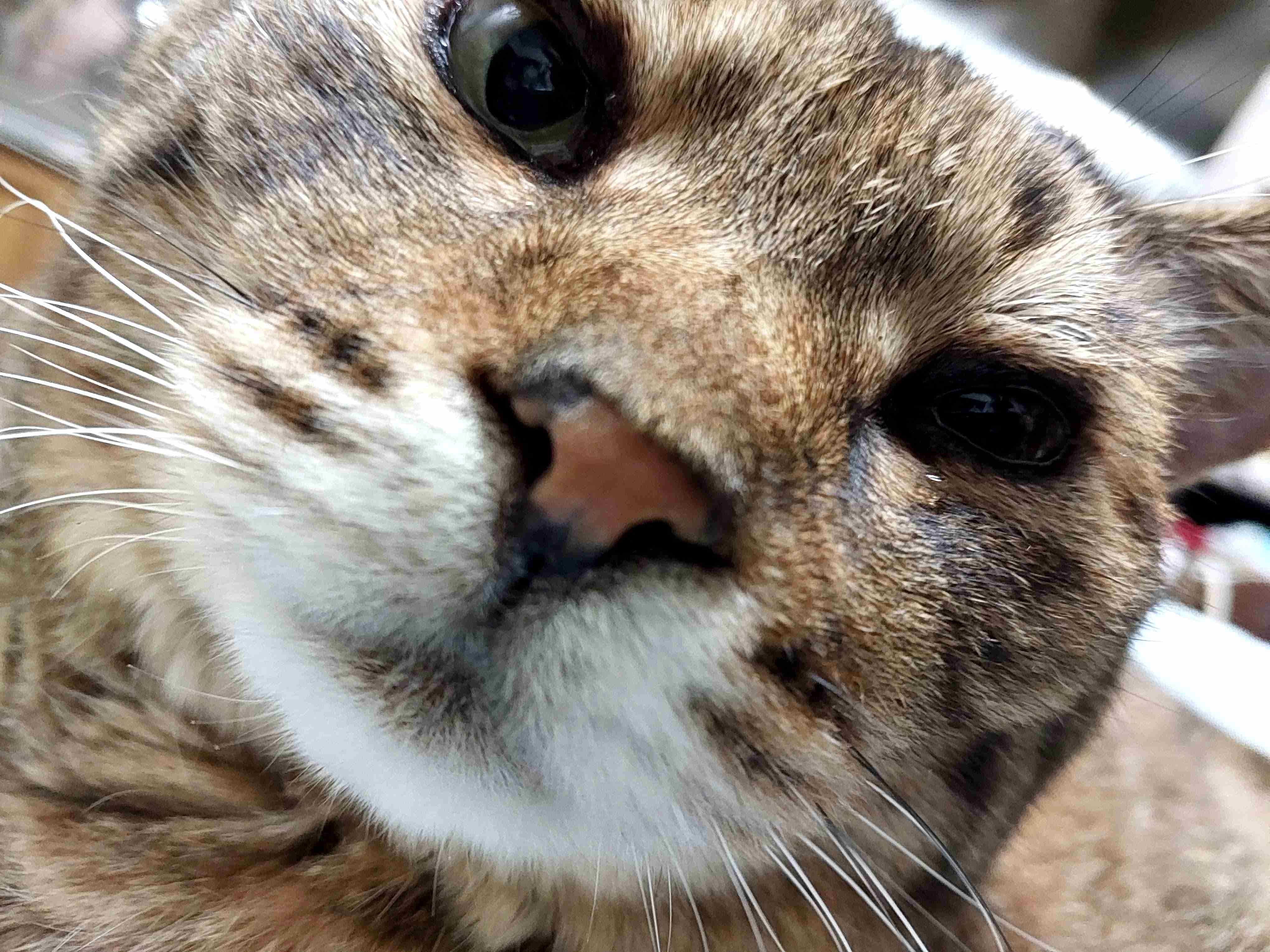 がるちゃん猫カフェ125号店開店しました♪(初めての方も大歓迎♪)