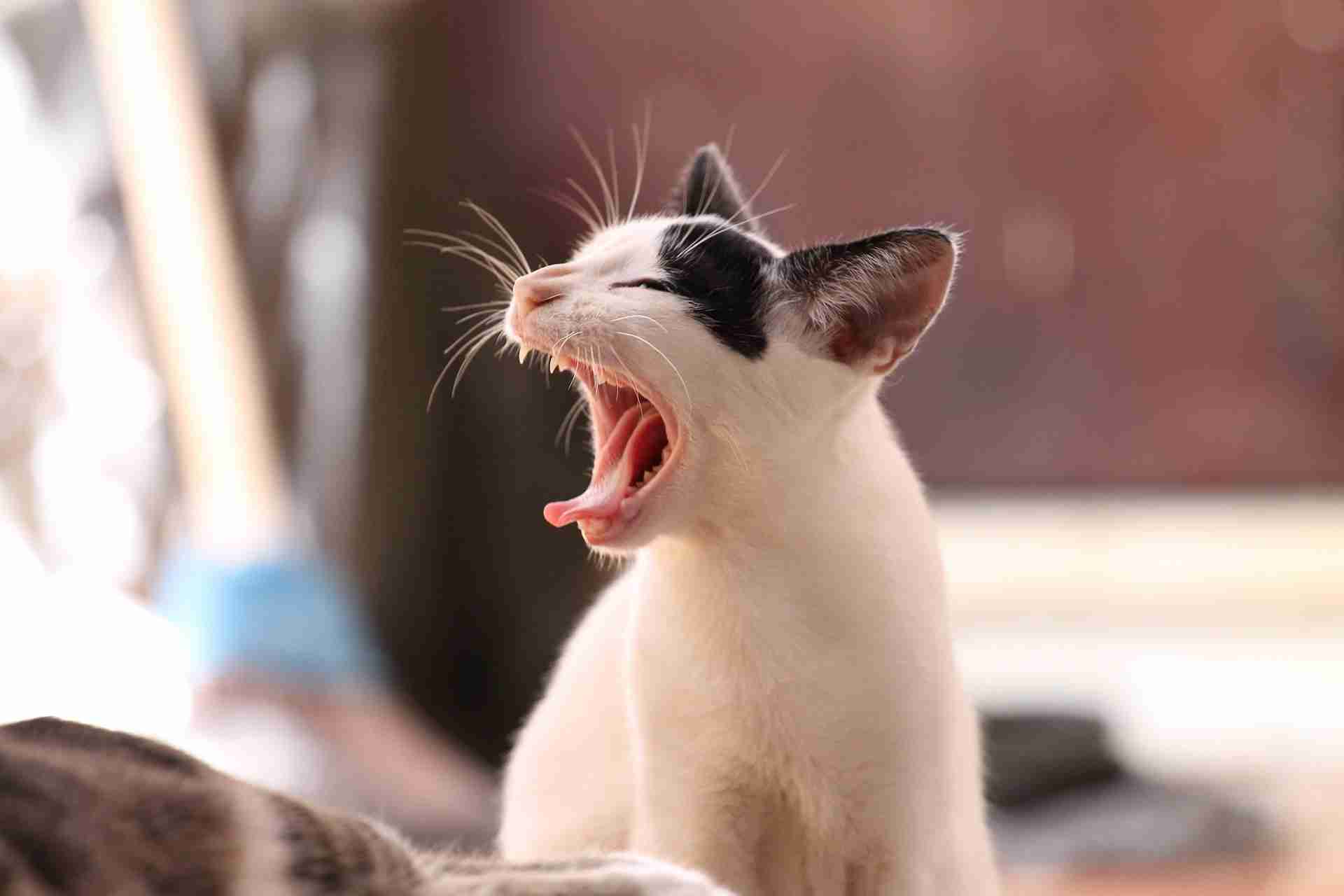 がるちゃん猫カフェ125号店開店しました♪(初めての方も大歓迎♪)