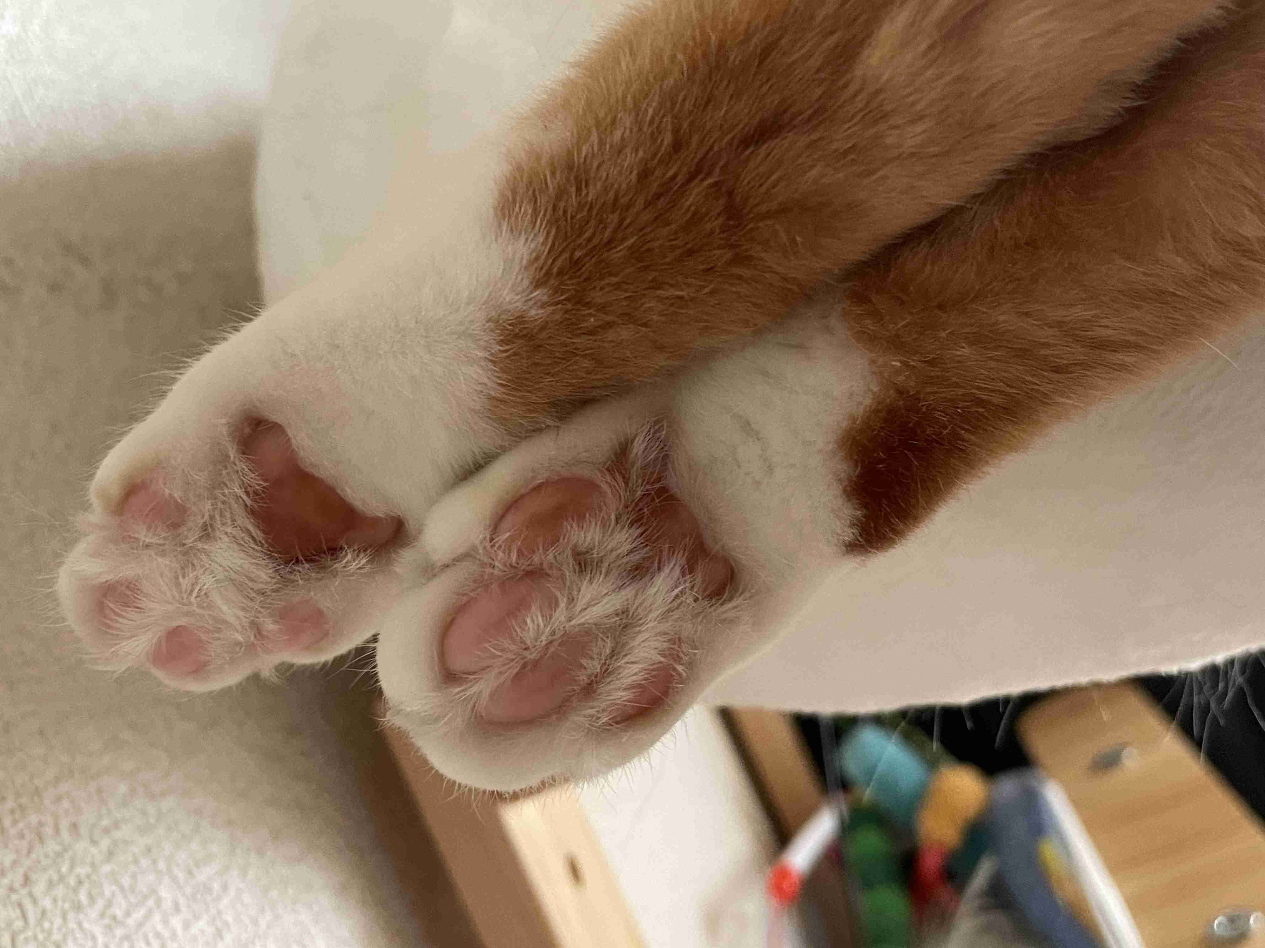 がるちゃん猫カフェ125号店開店しました♪(初めての方も大歓迎♪)