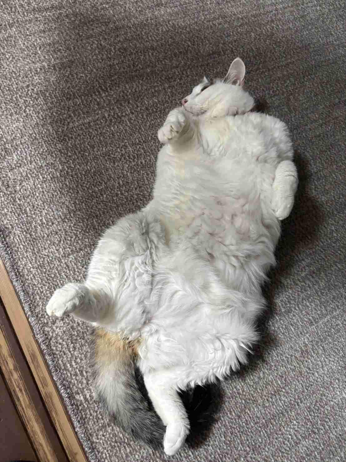 がるちゃん猫カフェ125号店開店しました♪(初めての方も大歓迎♪)
