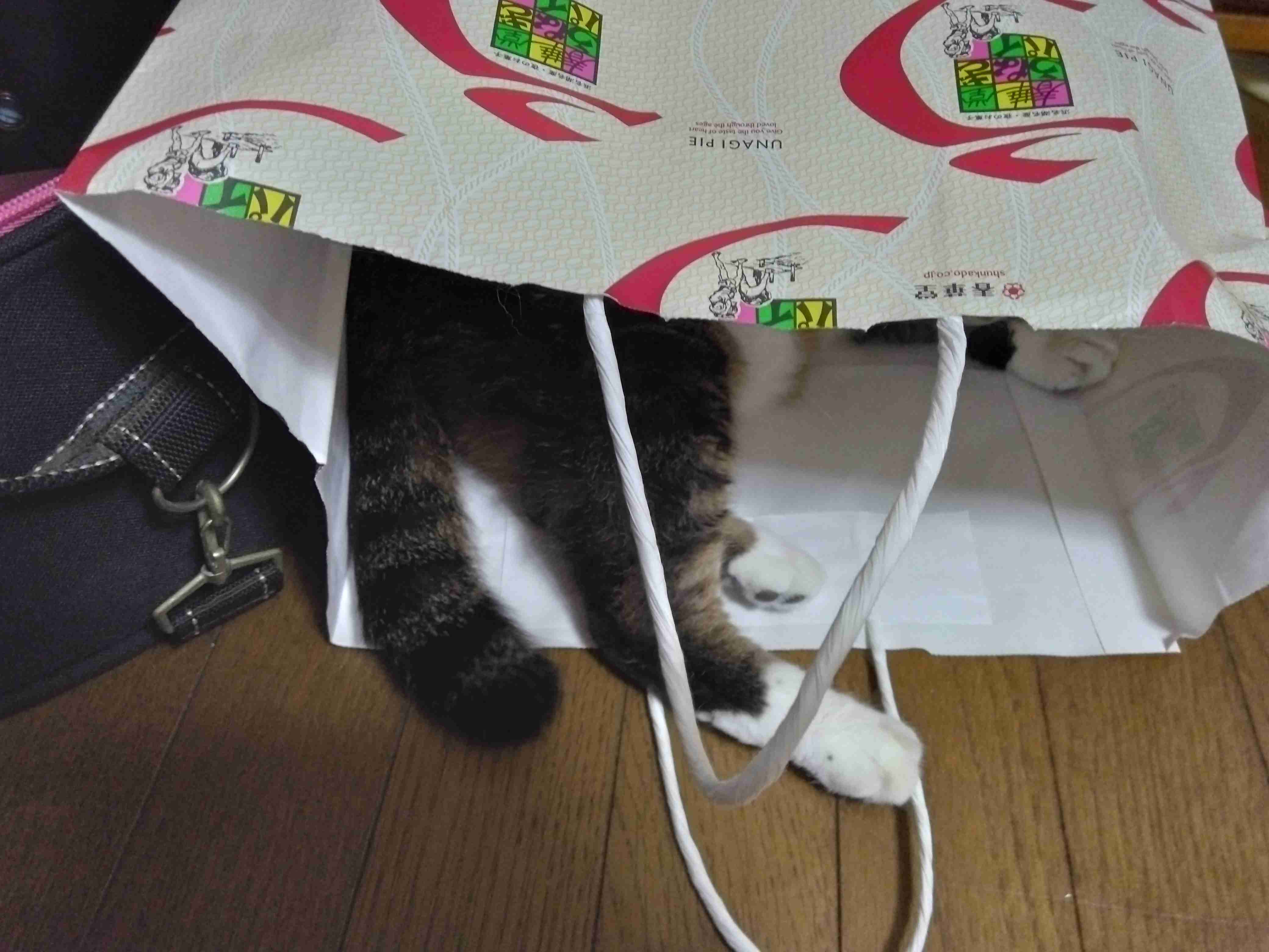 がるちゃん猫カフェ125号店開店しました♪(初めての方も大歓迎♪)