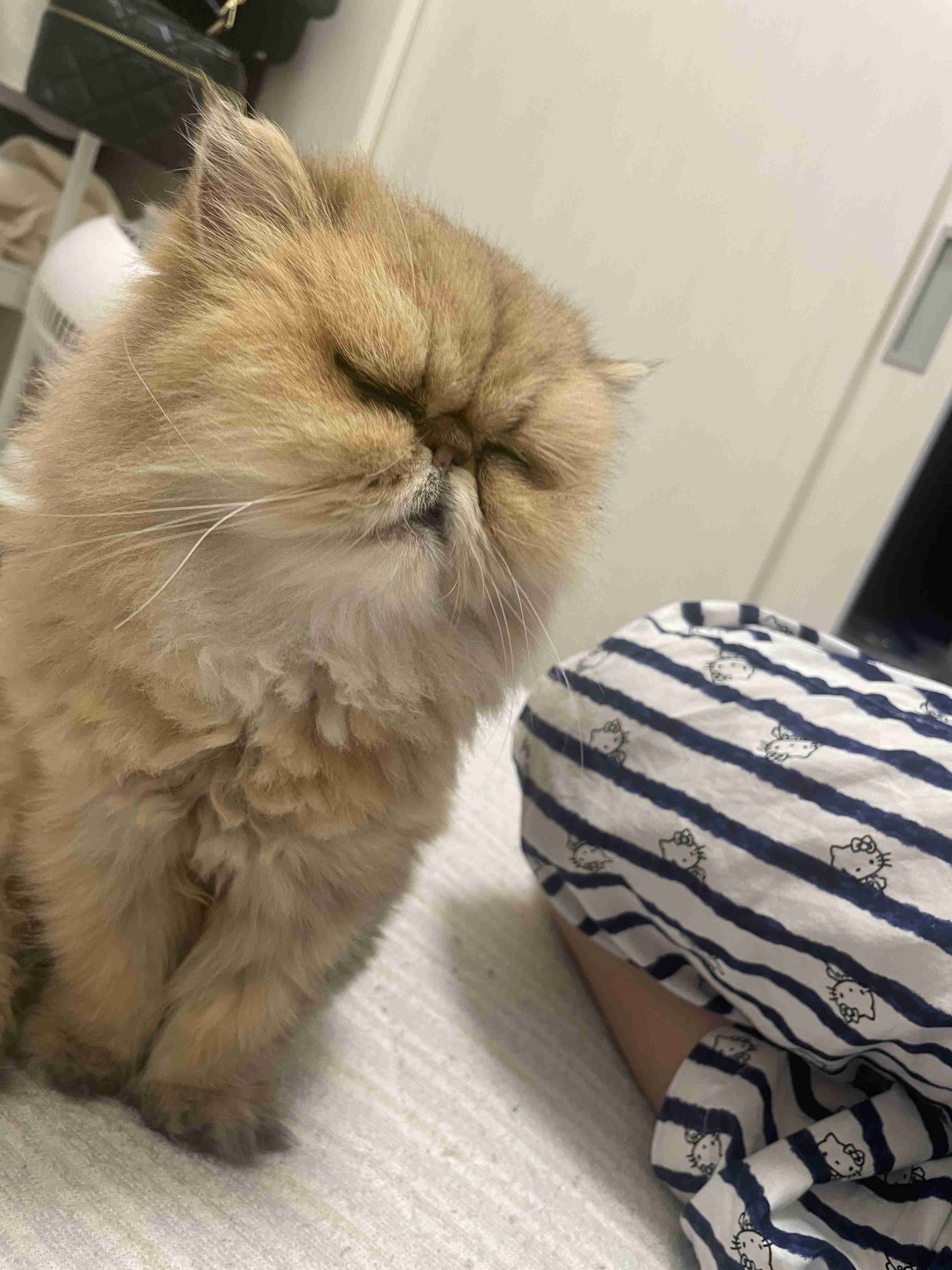 がるちゃん猫カフェ125号店開店しました♪(初めての方も大歓迎♪)