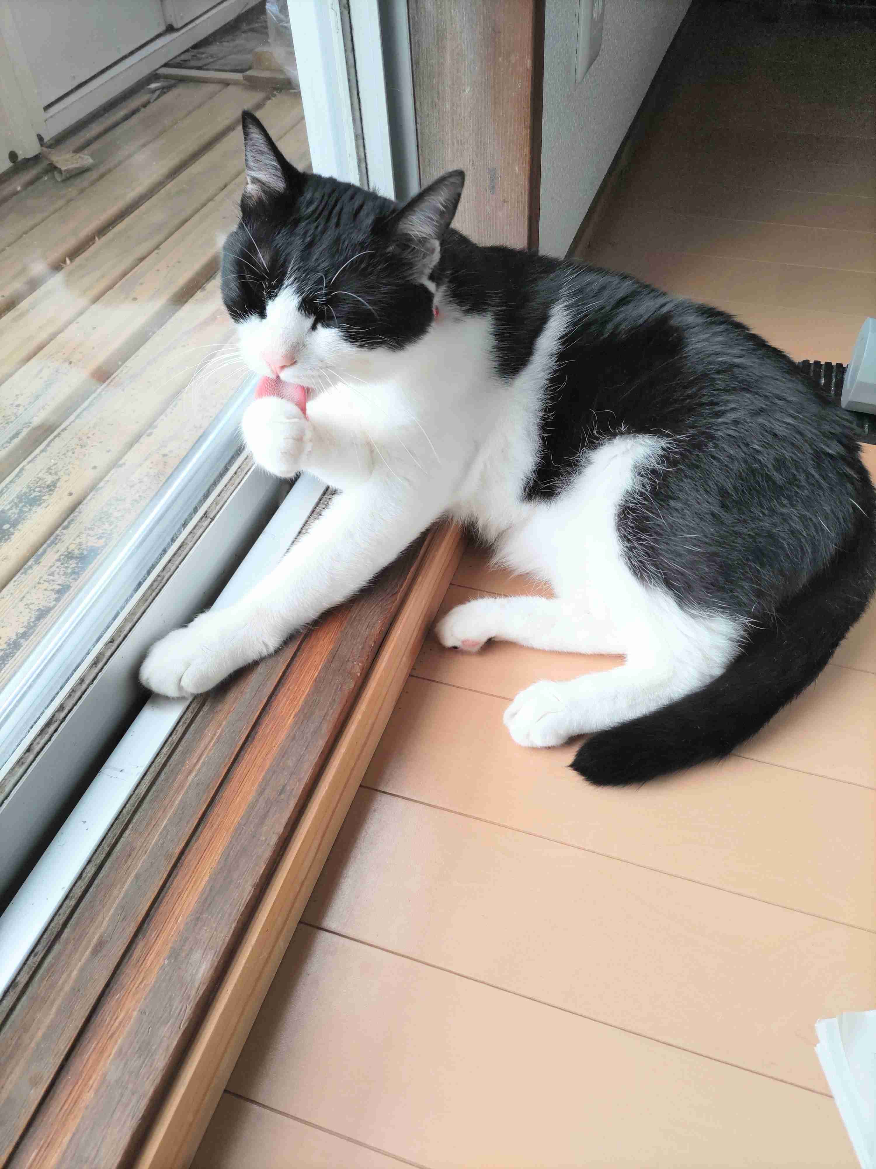 がるちゃん猫カフェ125号店開店しました♪(初めての方も大歓迎♪)
