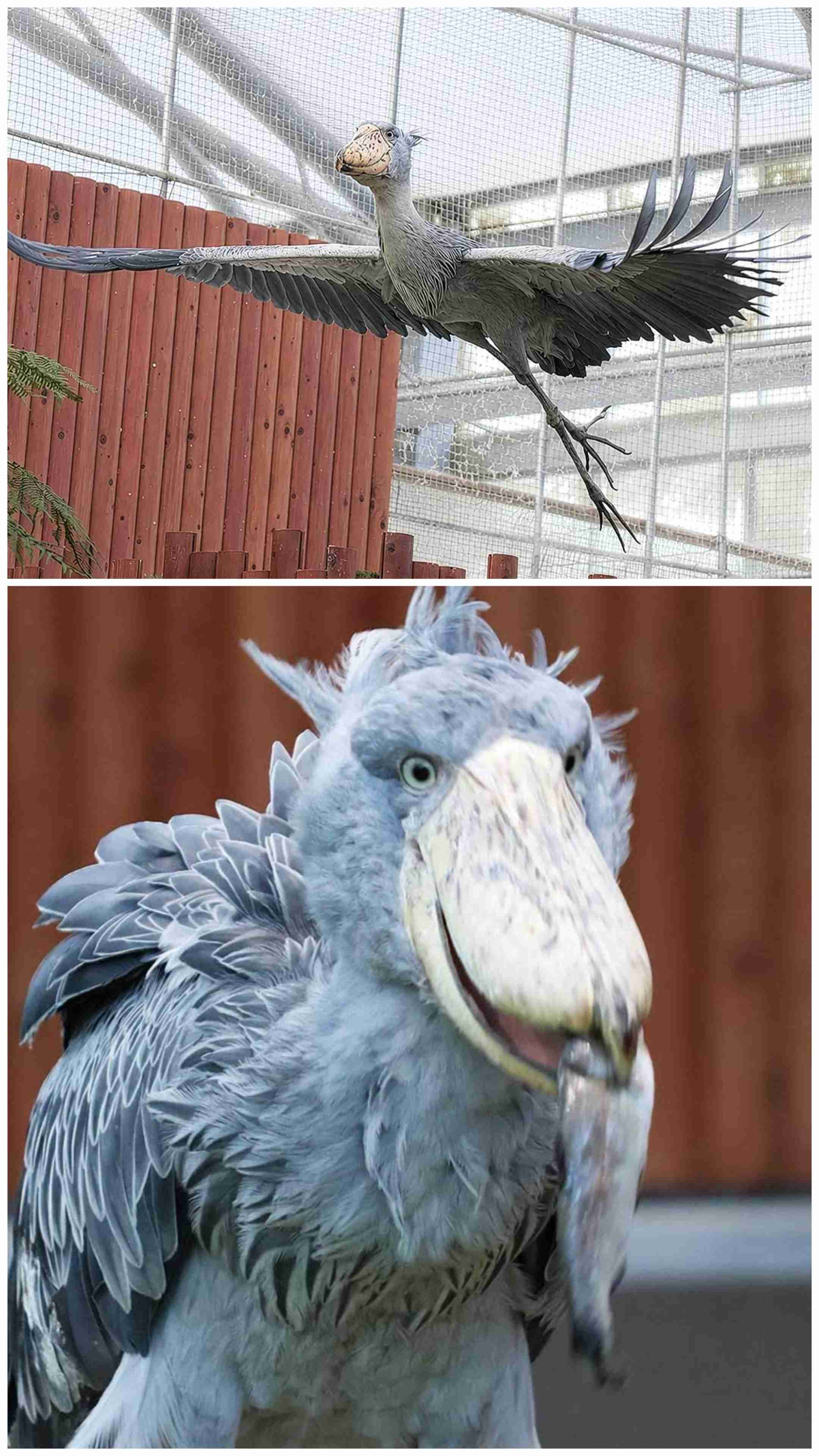 動物も”推し活”の時代! 「かわいい」で経済を動かす、全国動物園・水族館の“ベビー経済効果”