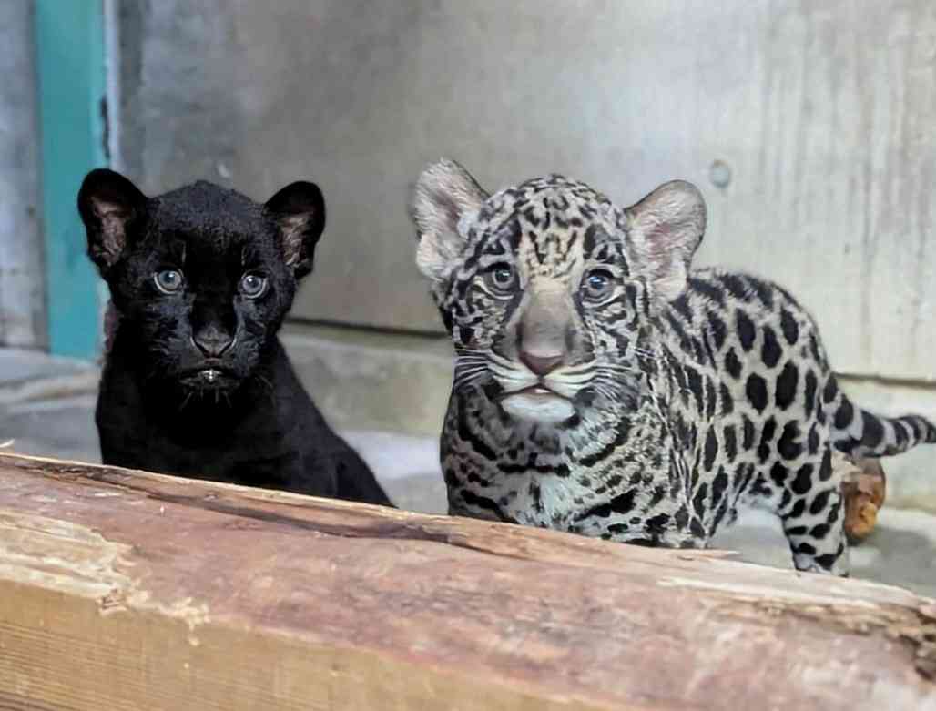 動物も”推し活”の時代! 「かわいい」で経済を動かす、全国動物園・水族館の“ベビー経済効果”