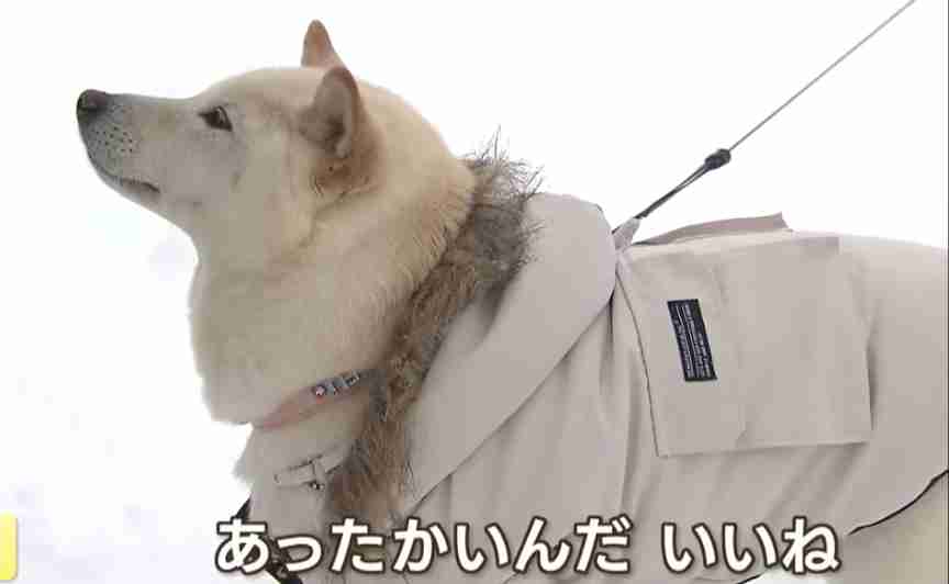 サムネイルで見てしまった動画ありますか？