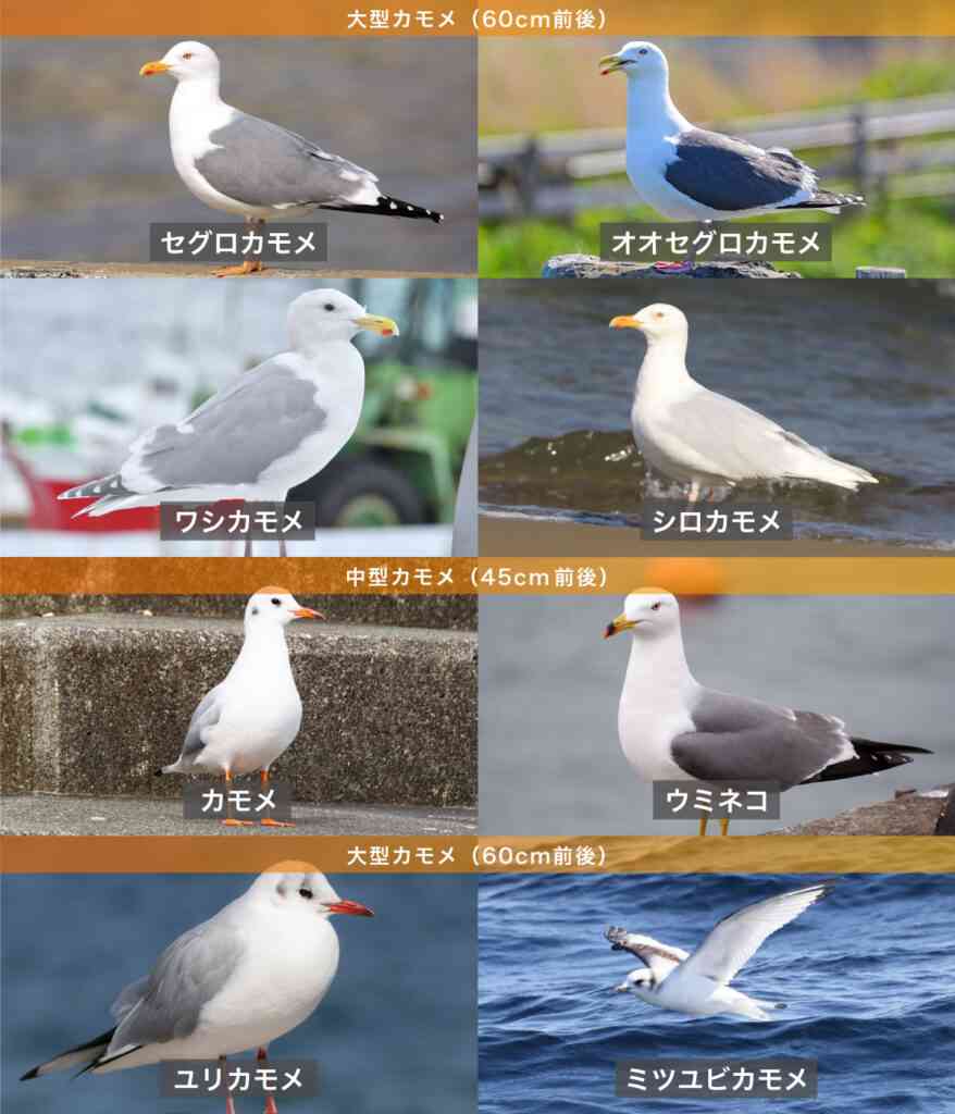 ちょっとした相手との会話のネタにしやすい雑学が集まるトピ