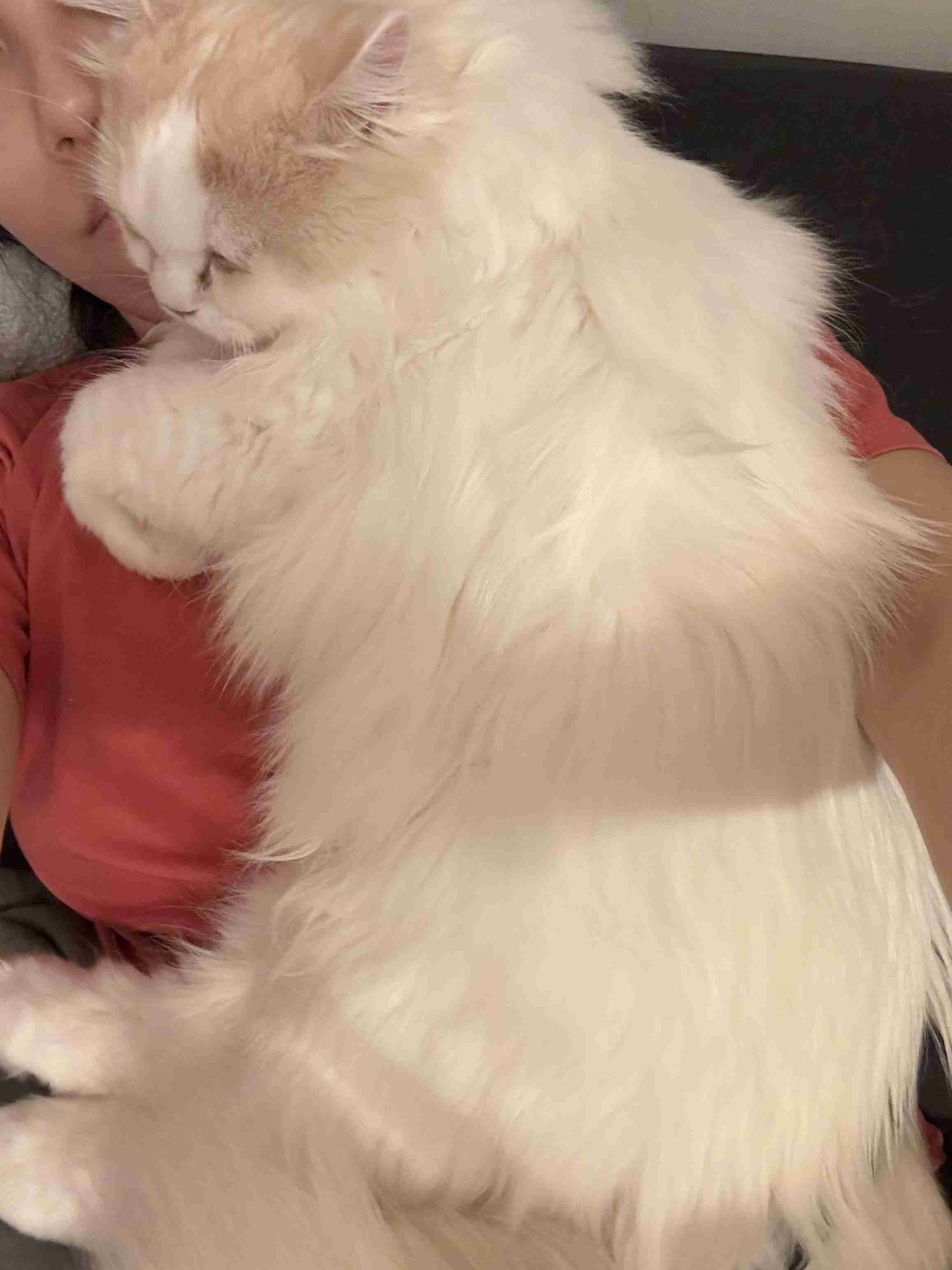 甘えん坊の猫さんを飼っている方
