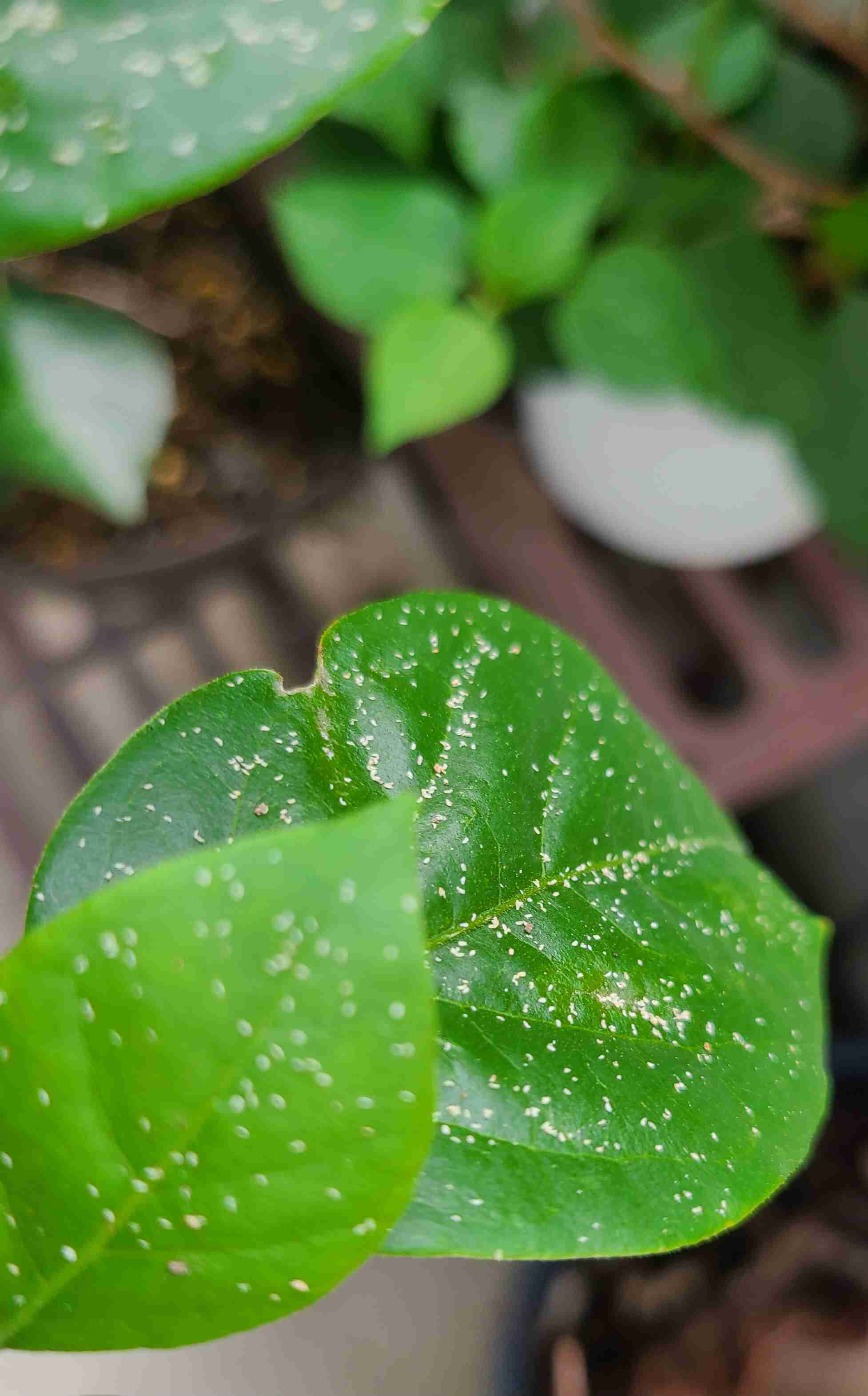 【ガーデニング】ガルちゃん園芸部【花・植物】part.59