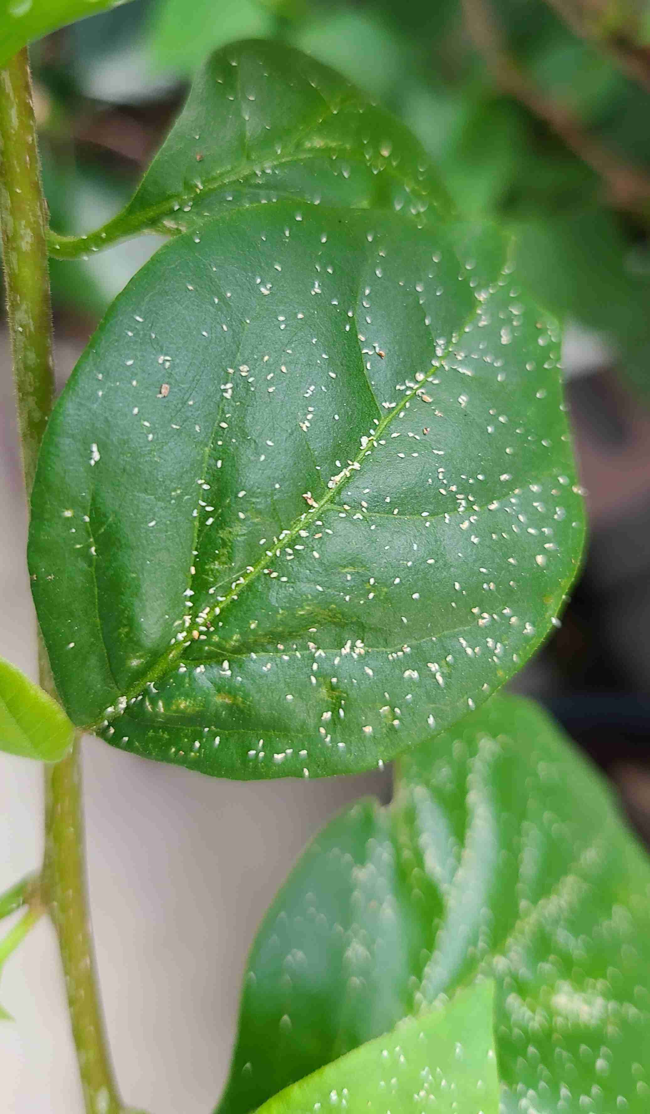 【ガーデニング】ガルちゃん園芸部【花・植物】part.59