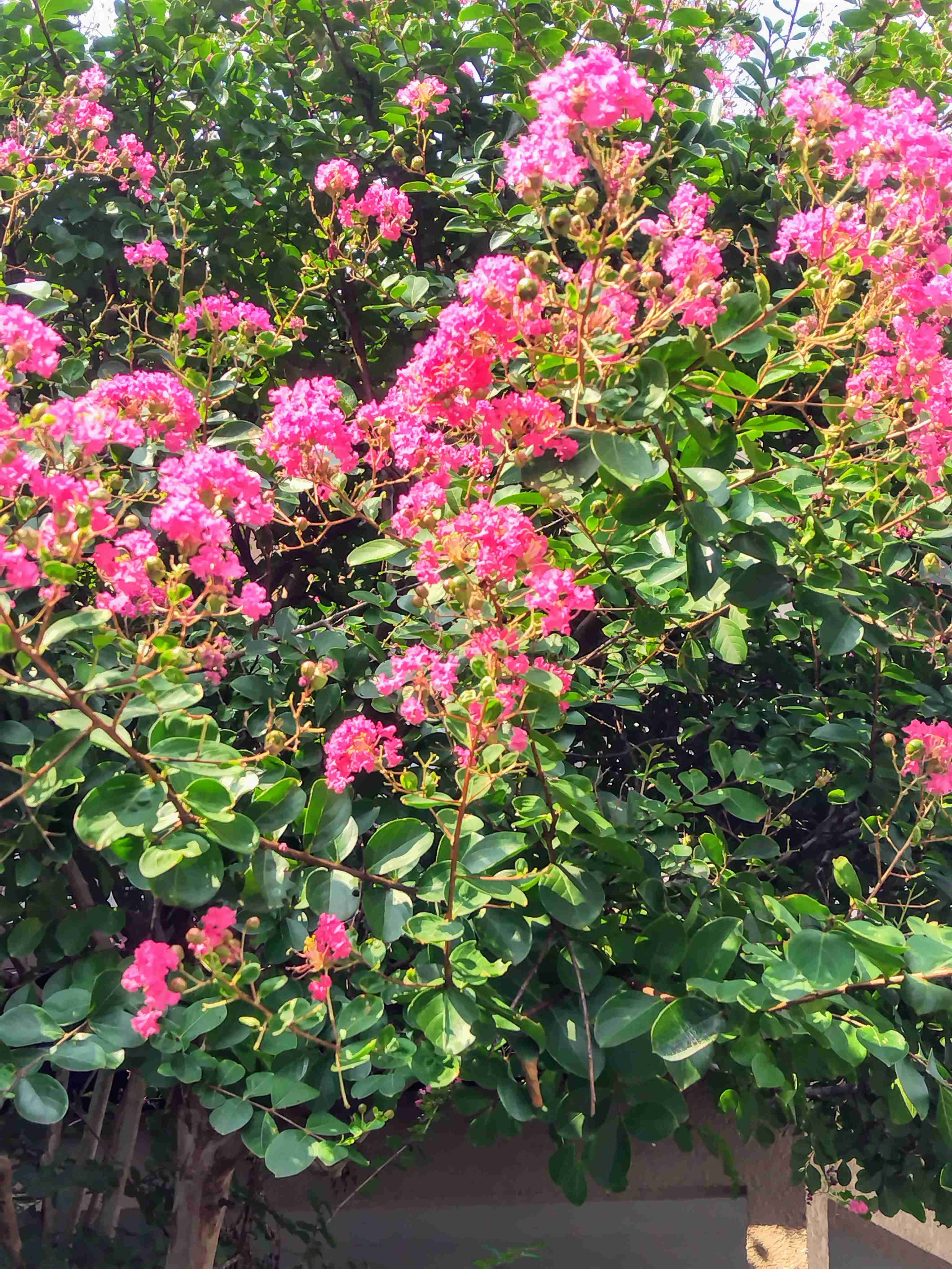 【ガーデニング】ガルちゃん園芸部【花・植物】part.59