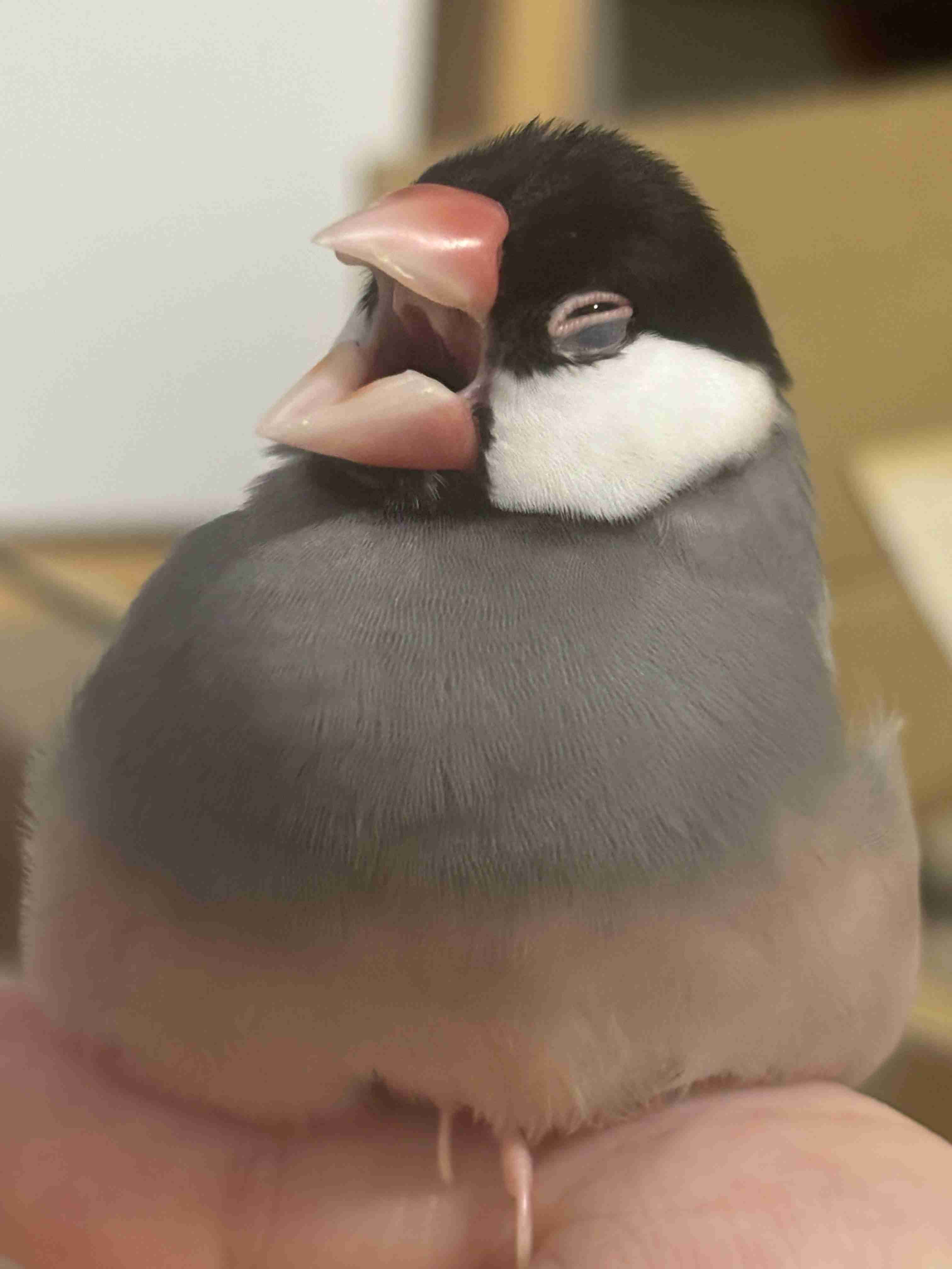 色んな動物の欠伸画像が集まるトピ