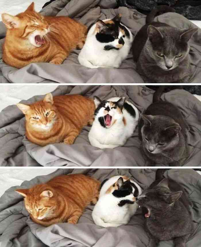色んな動物の欠伸画像が集まるトピ