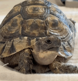 色んな動物の欠伸画像が集まるトピ