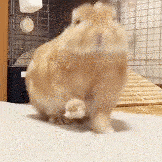 色んな動物の欠伸画像が集まるトピ