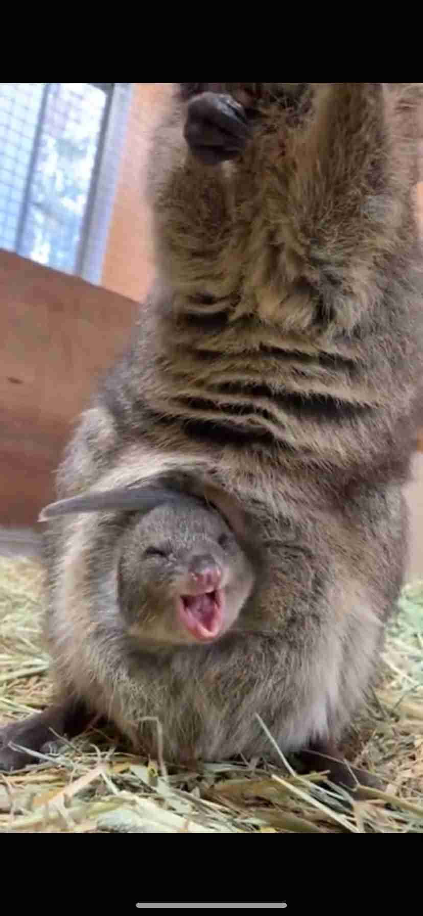 色んな動物の欠伸画像が集まるトピ