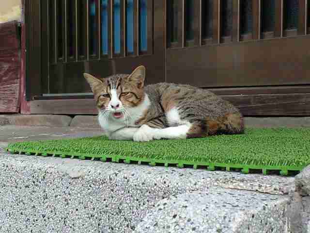色んな動物の欠伸画像が集まるトピ
