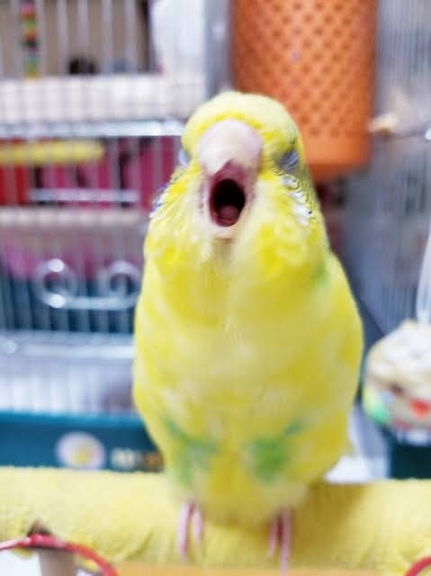 色んな動物の欠伸画像が集まるトピ