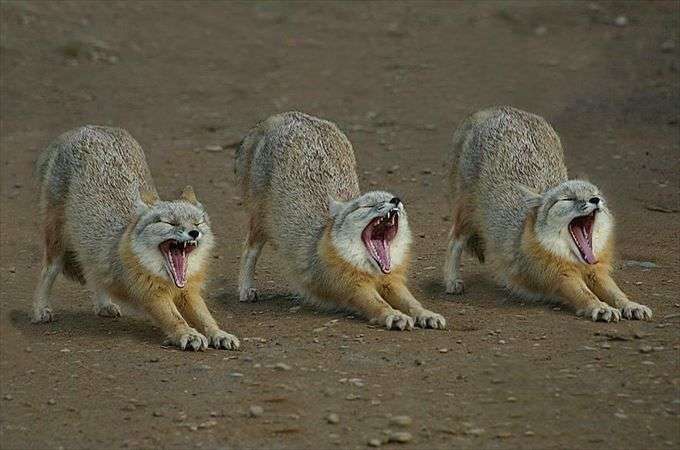 色んな動物の欠伸画像が集まるトピ