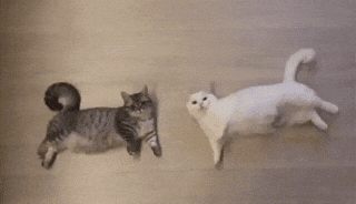 色んな動物の欠伸画像が集まるトピ