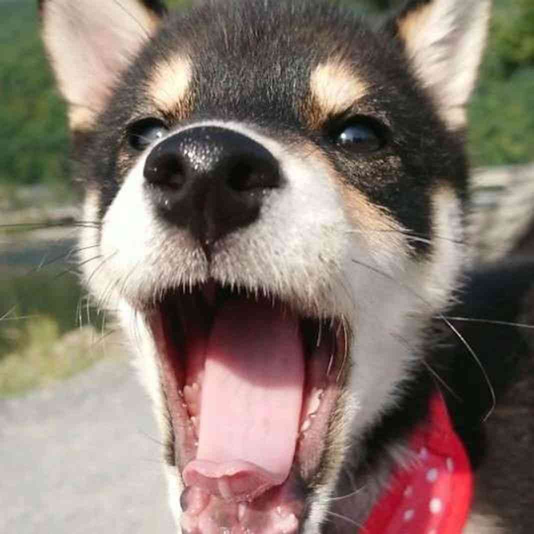 色んな動物の欠伸画像が集まるトピ