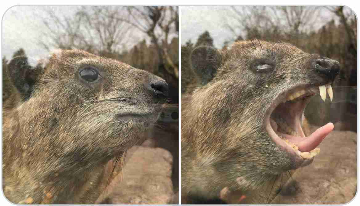 色んな動物の欠伸画像が集まるトピ