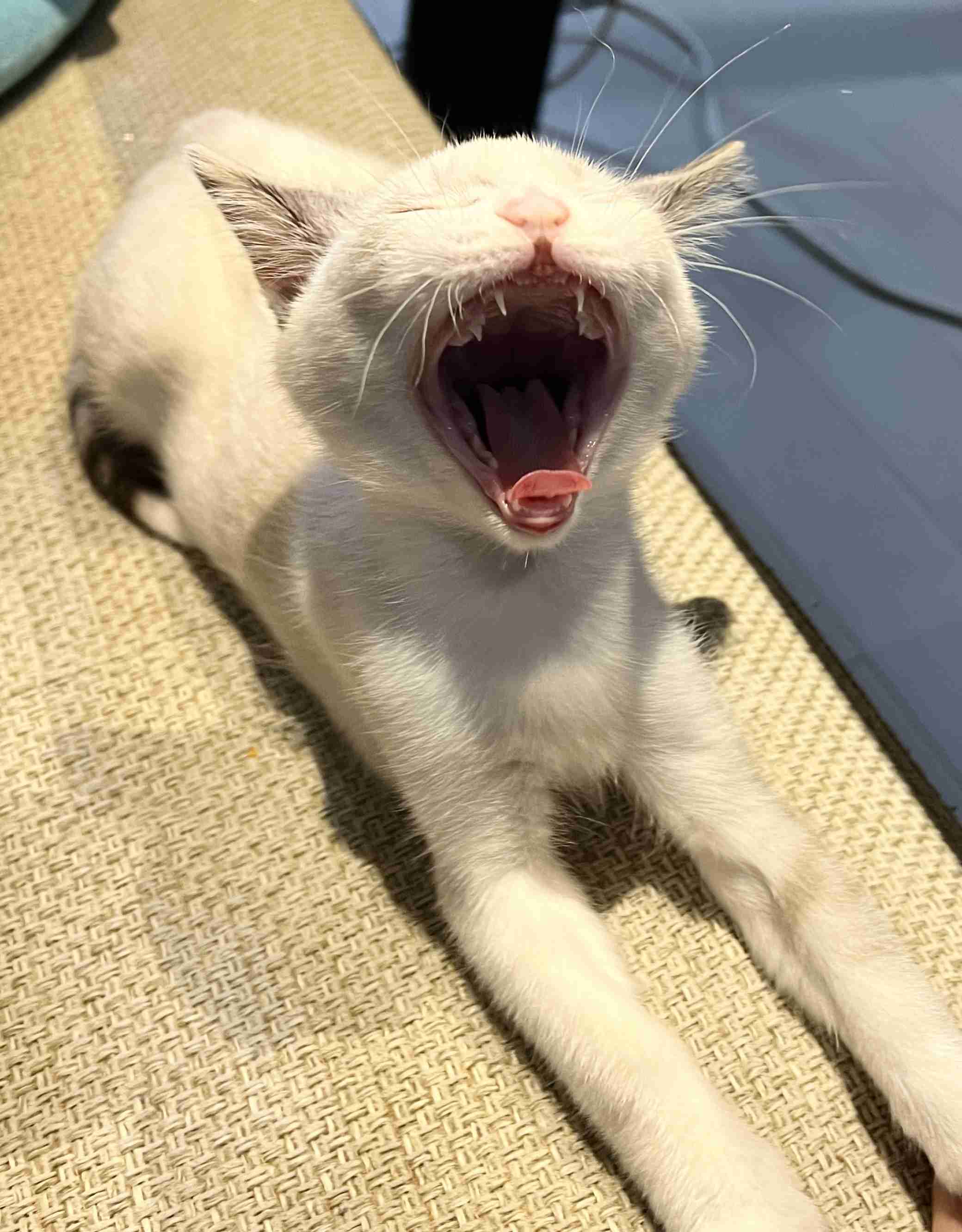 色んな動物の欠伸画像が集まるトピ