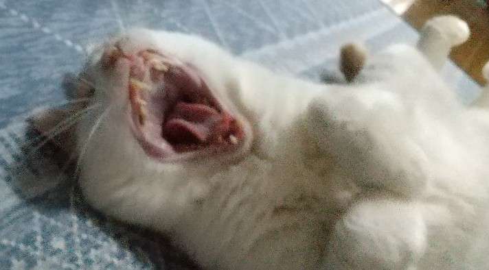 色んな動物の欠伸画像が集まるトピ
