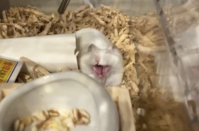色んな動物の欠伸画像が集まるトピ