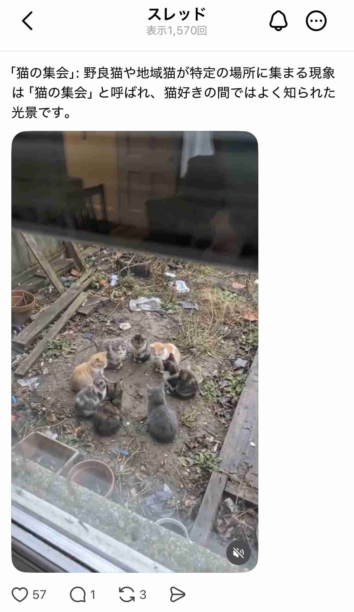 保護猫の譲渡条件について