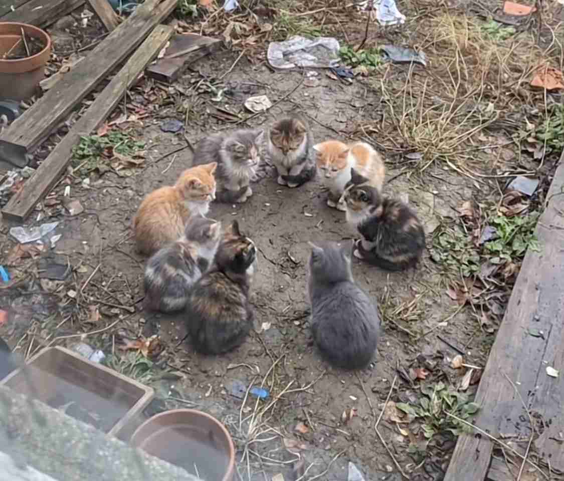 保護猫の譲渡条件について