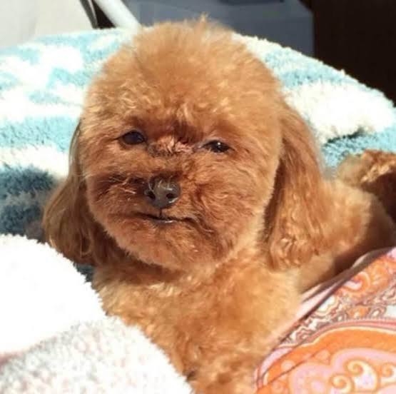 犬のトリミングに行く頻度は？