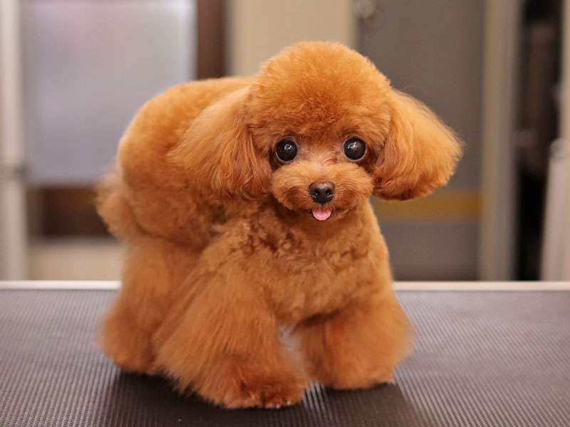 犬のトリミングに行く頻度は？