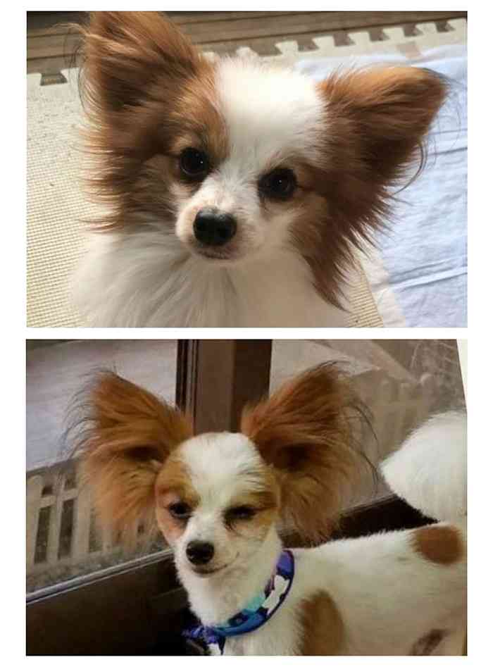 犬のトリミングに行く頻度は？