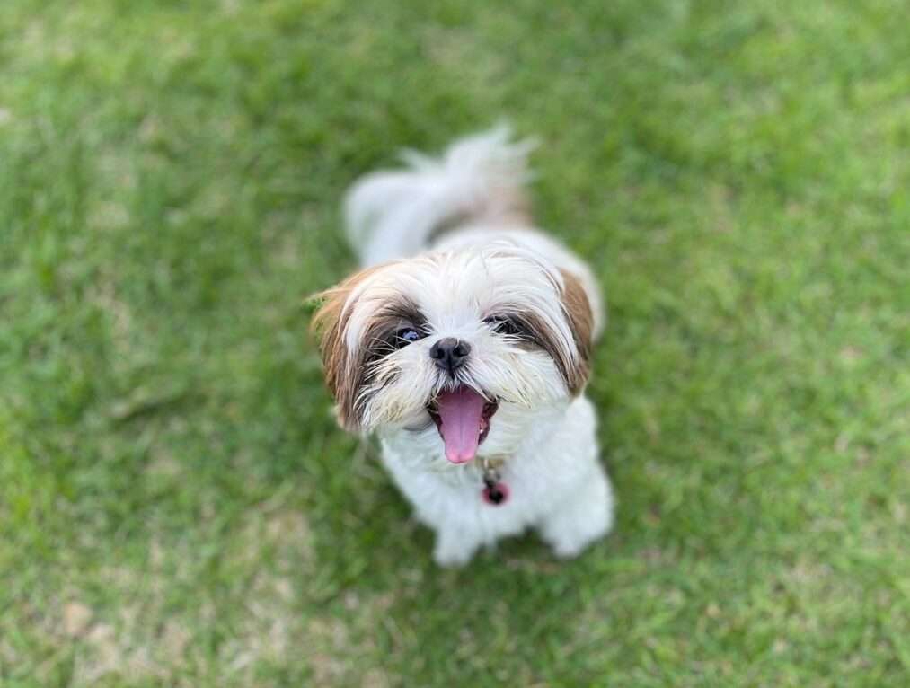 犬のトリミングに行く頻度は？