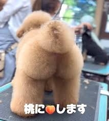 犬のトリミングに行く頻度は？