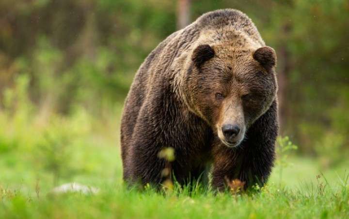 クマが牧場のヤギを襲撃か…牧場主「ヤギがいない」と通報、ドローン調査で近くの川でヤギを捕食する体長約1.8mのクマ確認　北海道八雲町