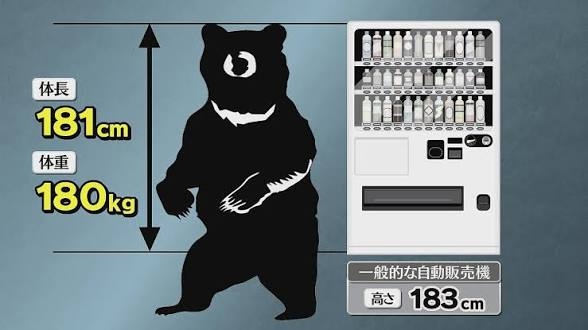 クマが牧場のヤギを襲撃か…牧場主「ヤギがいない」と通報、ドローン調査で近くの川でヤギを捕食する体長約1.8mのクマ確認　北海道八雲町