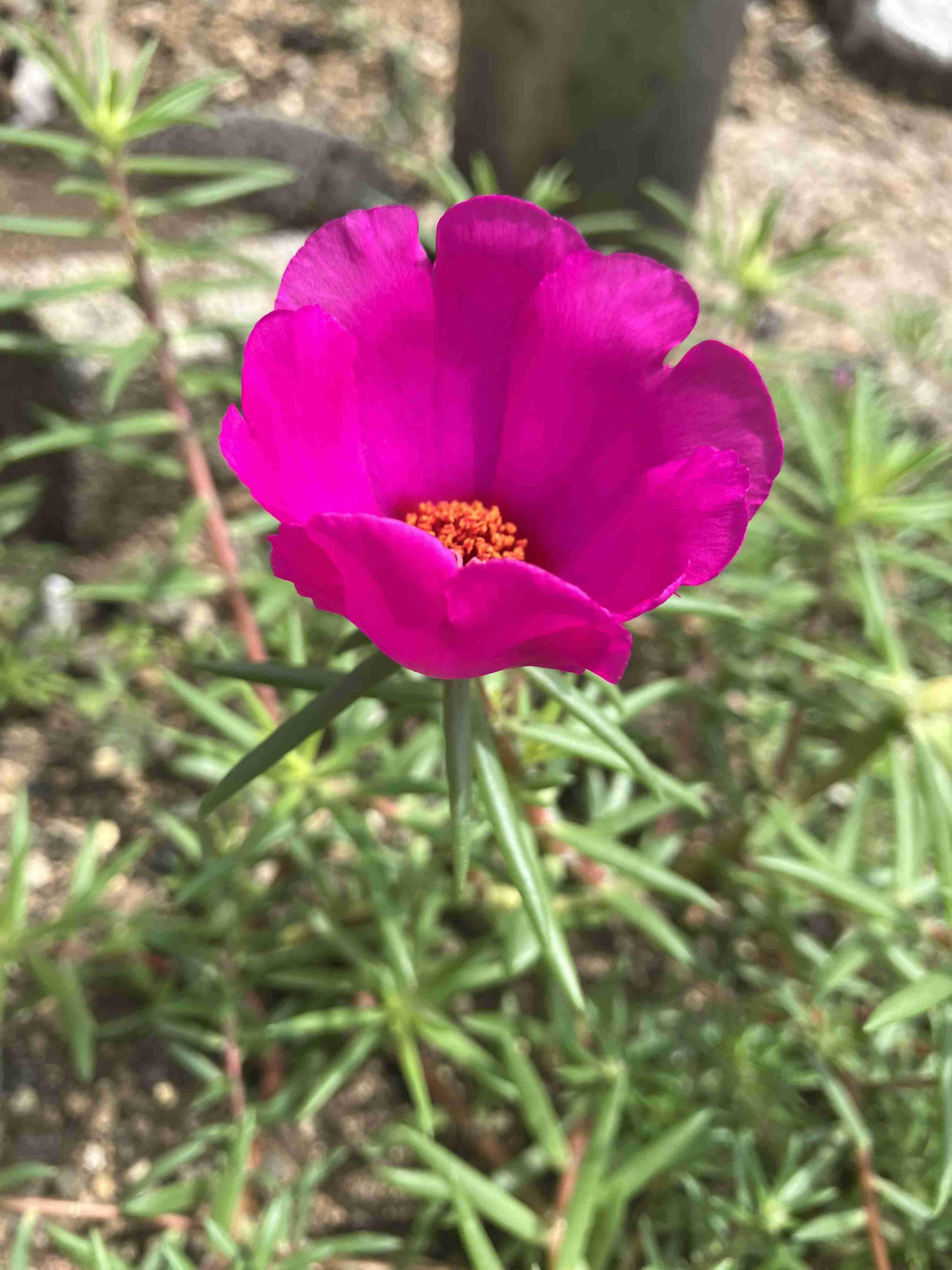 こんなに暑くても咲いてる花【褒め称えよう】