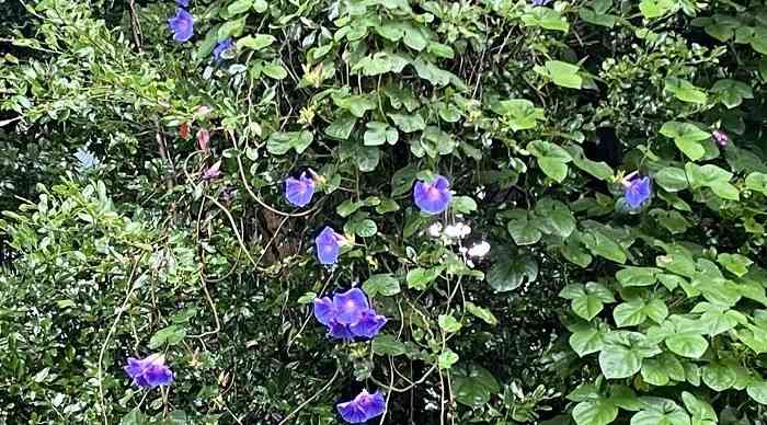 こんなに暑くても咲いてる花【褒め称えよう】