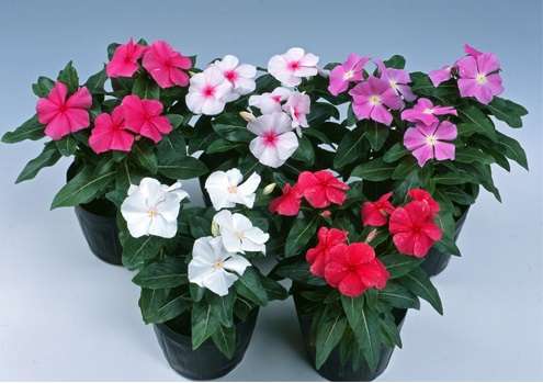こんなに暑くても咲いてる花【褒め称えよう】