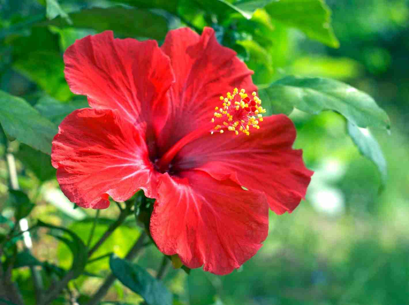 こんなに暑くても咲いてる花【褒め称えよう】