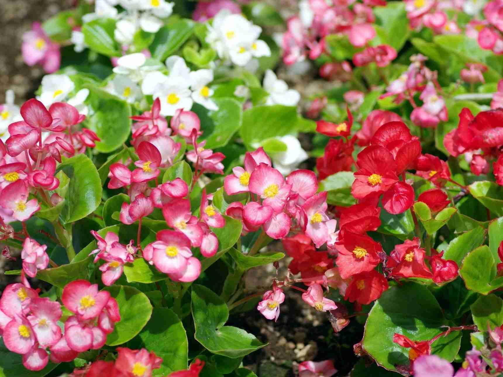 こんなに暑くても咲いてる花【褒め称えよう】