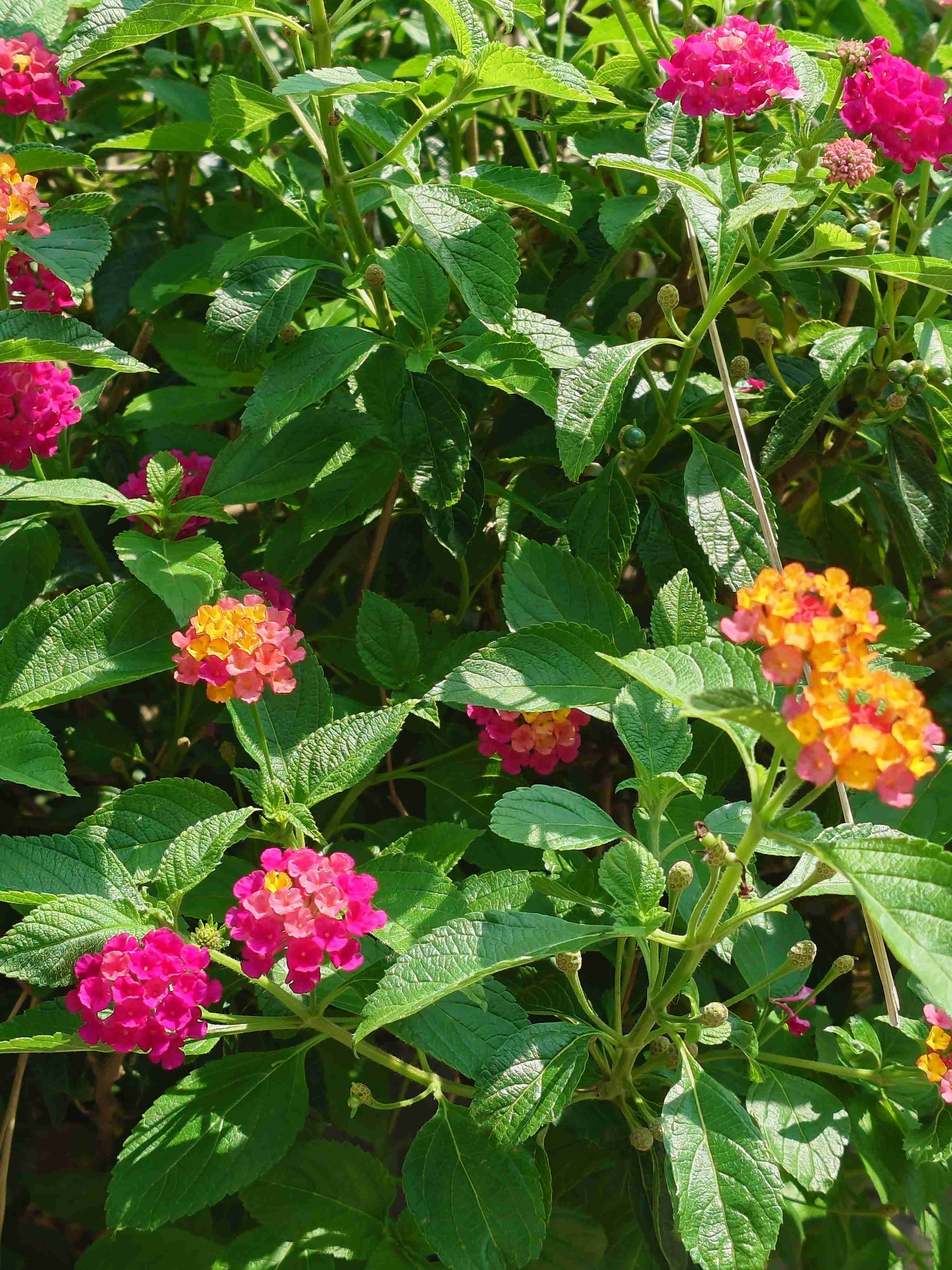 こんなに暑くても咲いてる花【褒め称えよう】