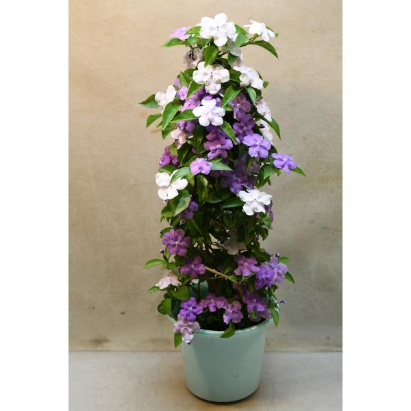 こんなに暑くても咲いてる花【褒め称えよう】