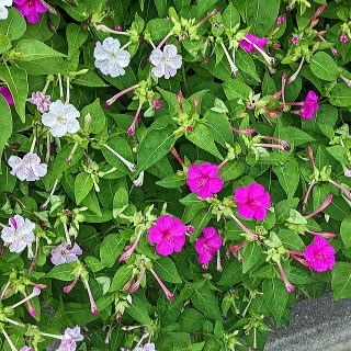 こんなに暑くても咲いてる花【褒め称えよう】