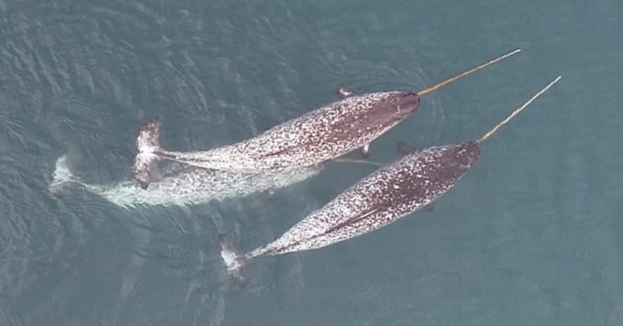 知っている世界の伝説の生き物