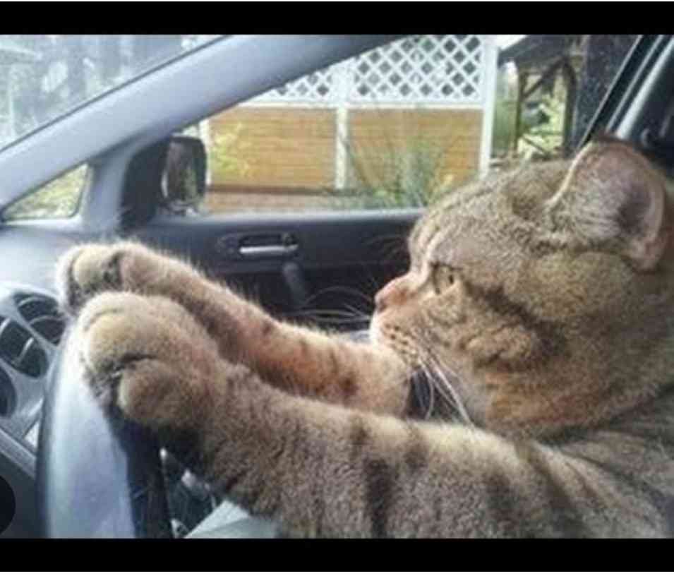 車に猫が乗る