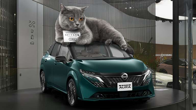 車に猫が乗る